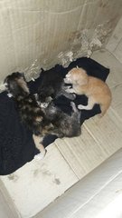 4 Newborn Kittens - Domestic Medium Hair Cat