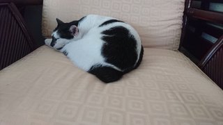 Kaizer - Domestic Short Hair + Bobtail Cat