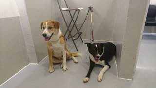 Blackie And Brownie - Mixed Breed Dog