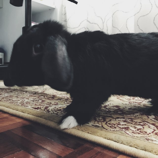 Dobby - Holland Lop Rabbit
