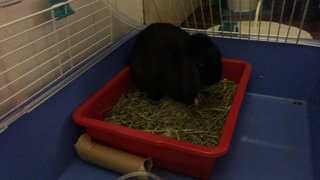 Dobby - Holland Lop Rabbit