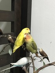 Love Bird Pair, Green &amp; Yellow - Lovebird Bird