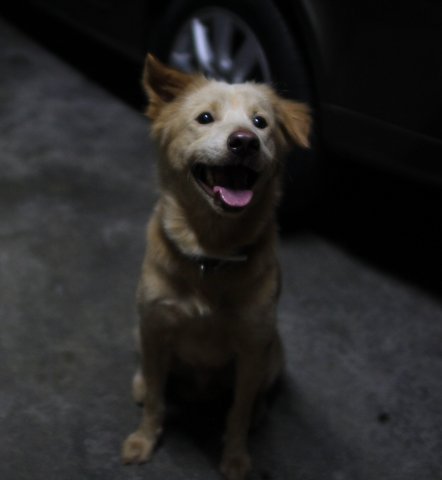 Danny - Golden Retriever Mix Dog