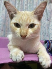 Isaac - Domestic Short Hair Cat