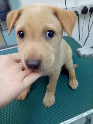 Jack - Mixed Breed Dog