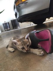 Kitties - Tabby Cat