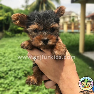 Quality Mini Yorkshire Terrier Puppy1 - Yorkshire Terrier Yorkie Dog