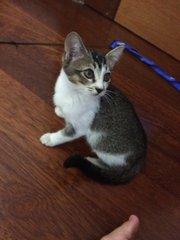 Kittens For Adoption - Tabby Cat