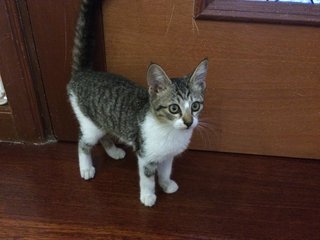 Kittens For Adoption - Tabby Cat