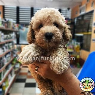 Adorable Male Cream1 Toy Poodle Puppy - Poodle Dog