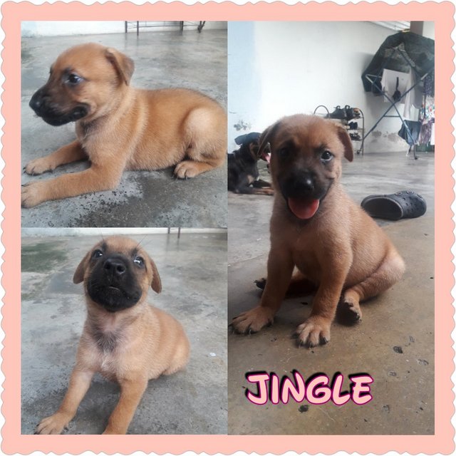 Jingle - Mixed Breed Dog