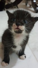 Tuxedo - Domestic Short Hair Cat