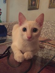 Mighty - Domestic Medium Hair Cat