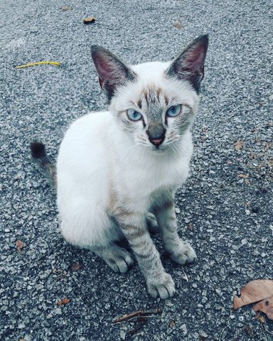 Soya Boy  - Domestic Short Hair Cat