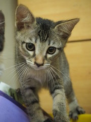Mila - Domestic Short Hair Cat