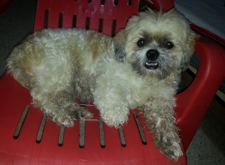 Freddie - Shih Tzu Mix Dog