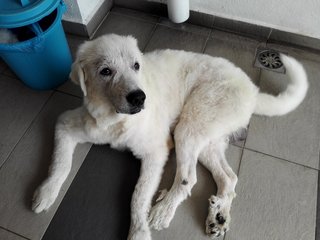 Bianco the Great Pyrenees