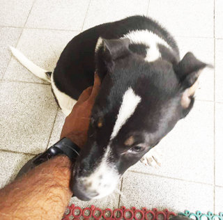 Oreo Male Puppy - Mixed Breed Dog