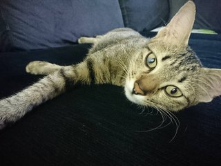 Miao Mee - Domestic Short Hair Cat