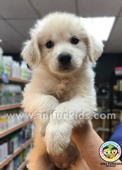 Quality Big Bone Female Golden Retriever Puppy - Golden Retriever Dog