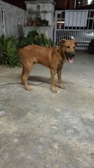 Teh Bow - Mixed Breed Dog