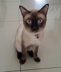 Kkori - Ragdoll + Siamese Cat