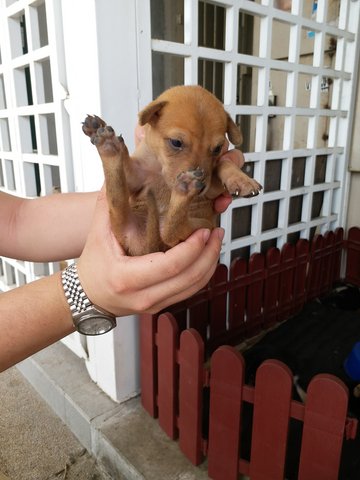 Small Young Puppy - Mixed Breed Dog