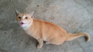 Meme (Esther) - Domestic Short Hair Cat