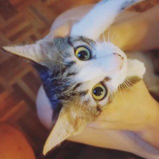 Eddie - Tabby Cat