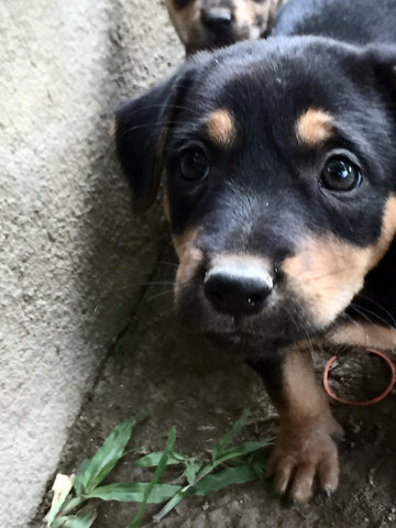 Mini Cino &amp; Pups - Mixed Breed Dog