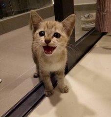 Brownie - Domestic Short Hair Cat