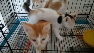 Three Kittens - Domestic Short Hair Cat