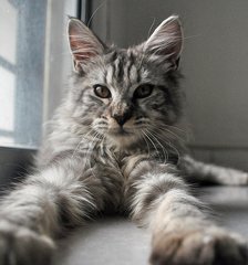 ❤ Elizabeth ❤ - Maine Coon Cat