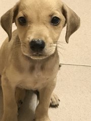 Zander - Golden Retriever Mix Dog