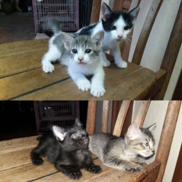 4 Kittens (2 Female &amp; 2 Male) - Oriental Short Hair Cat