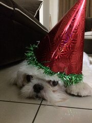 Dudu with Christmas hat!