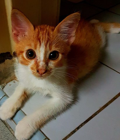 Orange Tabby - Domestic Short Hair Cat