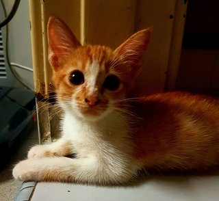 Orange Tabby - Domestic Short Hair Cat