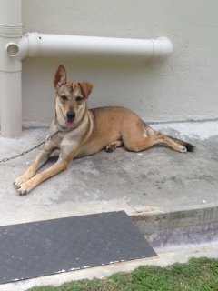 Coco - Mixed Breed Dog