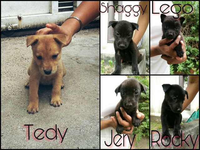 Tedy , Jery , Lego, Shaggy, Rocky - Mixed Breed Dog