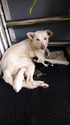 Momo's 6 Puppies - Mixed Breed Dog