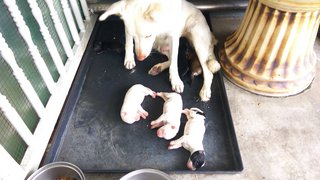 Momo and puppies