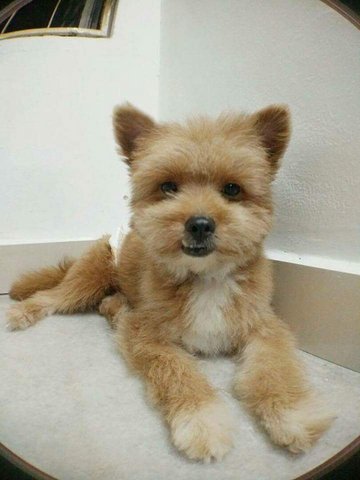 Fififi  - Pomeranian + Poodle Dog