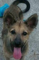 Gem - German Shepherd Dog Mix Dog