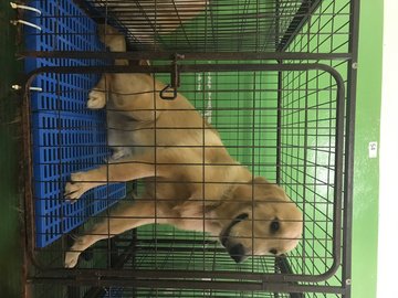 Golden Retriever 1 Year Adoption - Golden Retriever Dog