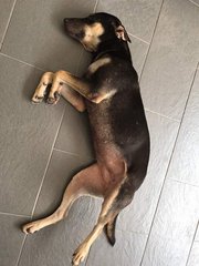  Gigi  - Mixed Breed Dog