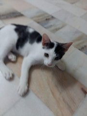 Benji - Domestic Short Hair Cat