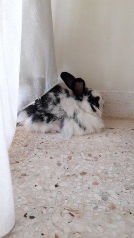 Wilma - Angora Rabbit Rabbit