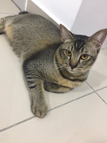 Yeezy (Need A Loving Owner) - Domestic Short Hair Cat