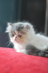 Bogey Fujiwara - Exotic Shorthair Cat